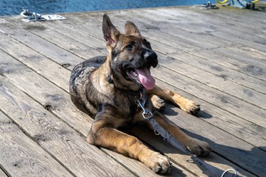 Dört aylık bir Alman çoban köpeği tahta bir güverteye yattı.