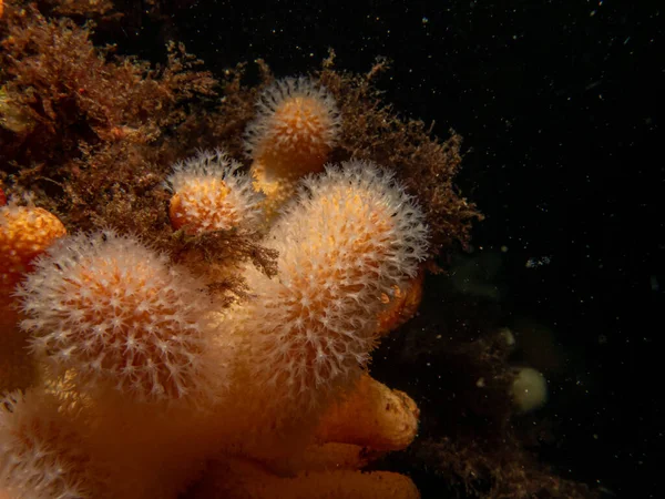 Een close-up foto van een voedende zachte koraal dode mensenvingers of Alcyonium digitatum. Foto van de Weereilanden, Skagerrak Zee, Zweden — Stockfoto