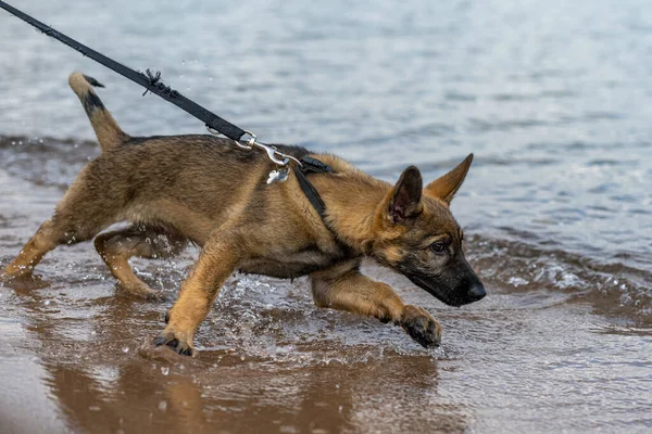 En elva veckor gammal schäfer valp spelar i vatten — Stockfoto