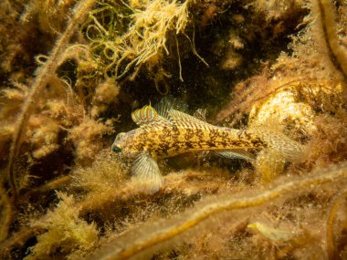 Bir Sandy Goby, Pomatoschistus minute, The Sound 'da, İsveç ve Danimarka arasında