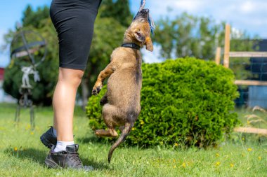Dokuz haftalık bir Alman çoban köpeği yeşil çimlerde römorkör oynar. Çalışan cins