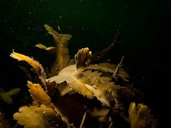 Крупный план Fucus vesiculosus, известный под общим названием bladderwrack, black tang, rockweed, bladder fucus, sea oak, cut weed, dyers fucus, red fucus, and rock wrack — стоковое фото