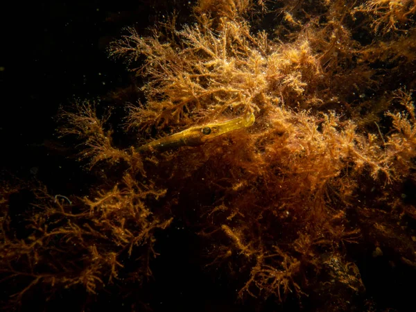 바다 잡초와 돌들 사이에 있는 직선 코 피피 피시, 네로 피 디온의 근접 사진 — 스톡 사진