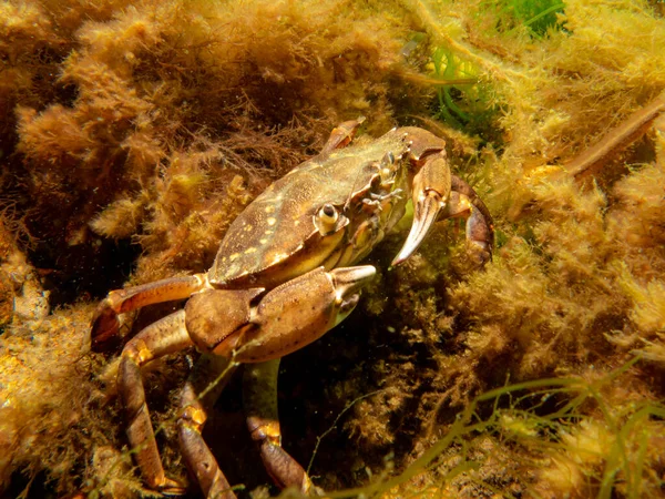 En krabba bland tång och stenar — Stockfoto