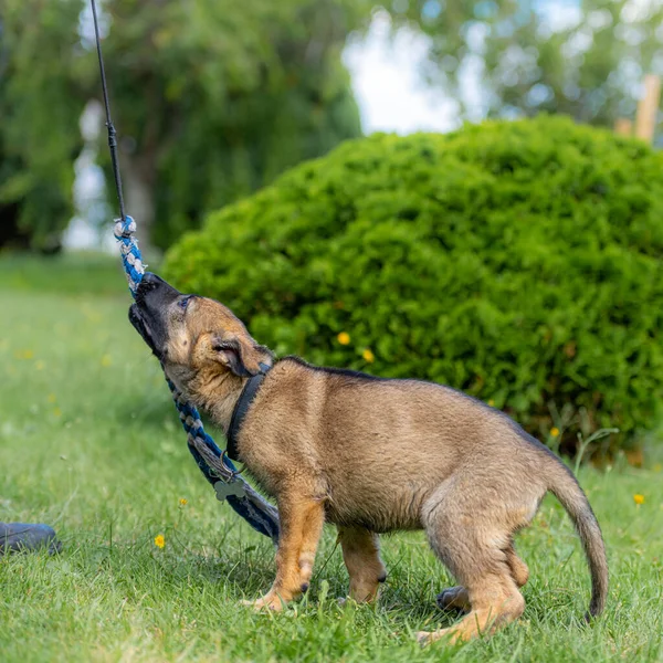 Un cachorro pastor alemán de nueve semanas juega a tirar de la hierba verde. Raza de línea de trabajo — Foto de Stock