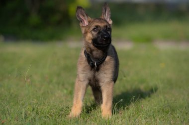 Yeşil çimlerde sekiz haftalık Alman çoban köpeğinin köpek portresi. Samur renkli, çalışan bir cins.