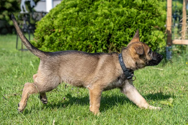 Potret anjing anjing gembala Jerman berusia delapan minggu di rumput hijau. Sable colered, working line breed — Stok Foto