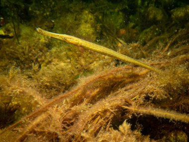  Deniz yosunu ve taşların arasında, Nerophis ophidion adında düz burunlu bir boru balığının yakın plan fotoğrafı.