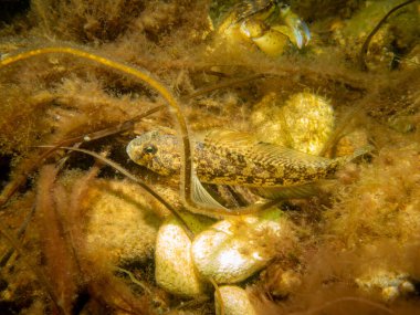 Bir Sandy Goby, Pomatoschistus minute, The Sound 'da, İsveç ve Danimarka arasında