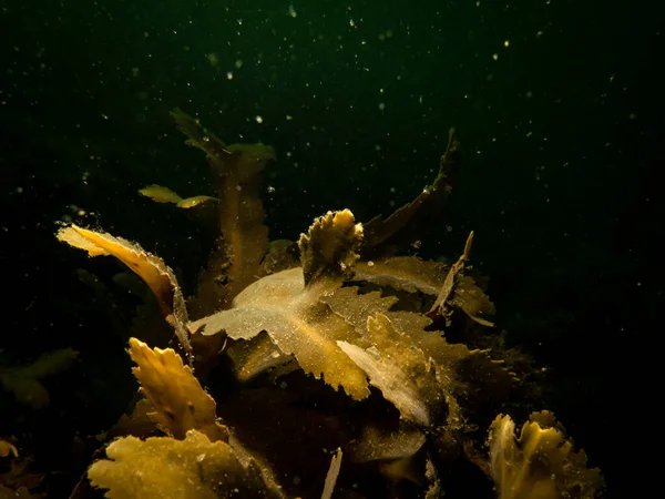 Detailní záběr Fucus vesiculosus, známý pod běžnými názvy močový měchýř, černá tanga, rockweed, močový měchýř fuck, mořský dub, řez plevele, barviva fuck, červená kurva, a rock wrack — Stock fotografie