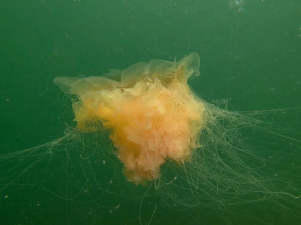 A lions mane jellyfish, Cyanea capillata. This is one of the largest known species of jellyfish and also known as the giant jellyfish, arctic red jellyfish, or the hair jelly — Stock Photo, Image