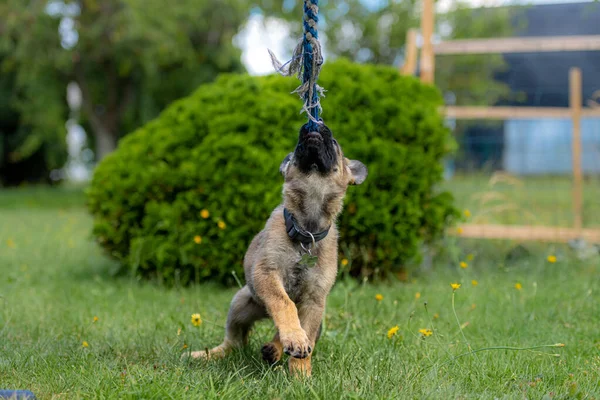 Um cachorro pastor alemão de nove semanas joga rebocador na grama verde. Raça linha de trabalho — Fotografia de Stock