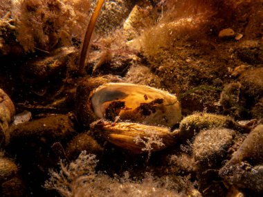 Soğuk Kuzey Avrupa sularında mavi midye, Mytilus Edulis.