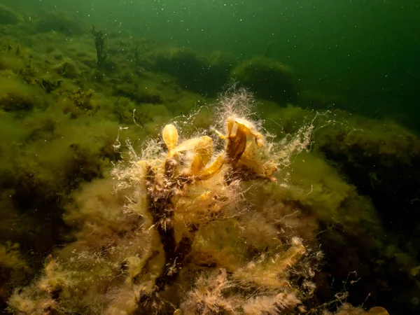 Fucus vesiculosus eller blåstång lyser upp av solstrålar som tränger in i vattnet. Bild från Öresund, Sverige — Stockfoto