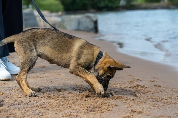 En elva veckor gammal schäfer valp leker på en sandstrand. Våt päls efter lek i vattnet — Stockfoto