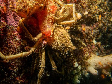 Ascidiacea 'nın yakın plan bir resmi, yaygın olarak Ascidia' lılar veya deniz fışkırtıcıları ve bir örümcek yengeci olarak bilinir. Fotoğraf: Hava Adaları, Skagerack Denizi, İsveç