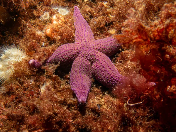 A closeup picture of a purple common starfish, common sea star or sugar starfish, Asterias Rubens. Picture from the Weather Islands, Sweden — Stock Photo, Image