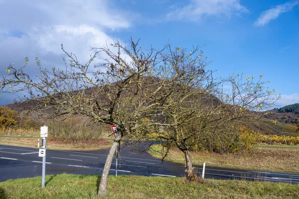 Mosel Vadisi 'nin şarap bölgesinde bir ağaç. — Stok fotoğraf