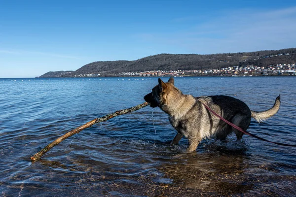 Ein junger glücklicher Deutscher Schäferhund spielt mit einem Stock in einem See. Blaues Wasser und Berge im Hintergrund — Stockfoto