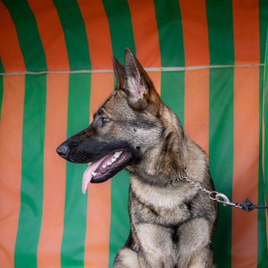 Genç bir Alman çoban köpeğinin portresi. Arkaplanda çizgili desen