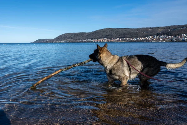 Ein junger glücklicher Deutscher Schäferhund spielt mit einem Stock in einem See. Blaues Wasser und Berge im Hintergrund — Stockfoto