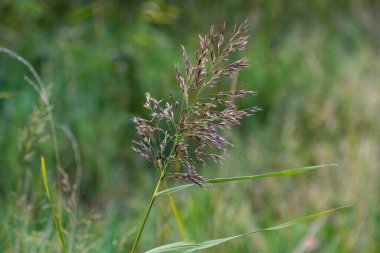 Dört aylık Alman çoban köpeğinin yakın plan portresi.