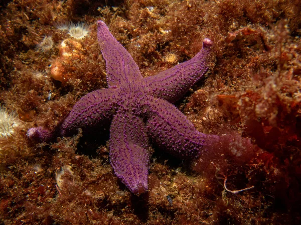 A closeup picture of a purple common starfish, common sea star or sugar starfish, Asterias Rubens. Picture from the Weather Islands, Sweden — Stock Photo, Image