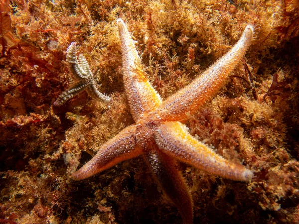 Yaygın bir deniz yıldızı, yaygın bir deniz yıldızı veya şeker denizyıldızı olan Asterias Rubens 'in yakın plan fotoğrafı. Fotoğraf İsveç, Hava Adaları 'ndan.