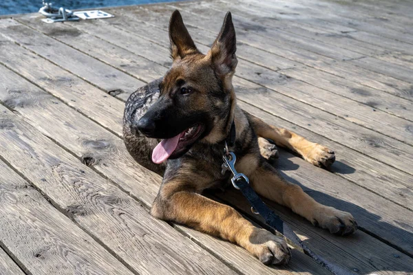 Dört aylık bir Alman çoban köpeği tahta bir güverteye yattı.