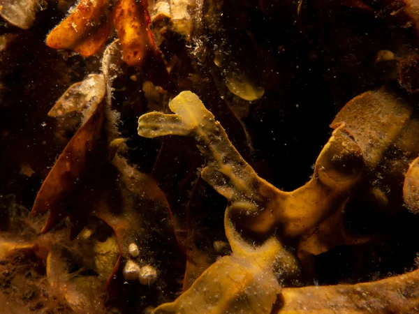 Closeup picture of Fucus vesiculosus, known by the common names bladderwrack, black tang, rockweed, bladder fucus, sea oak, cut weed, dyers fucus, red fucus, and rock wrack — Stock Photo, Image