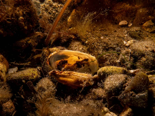 Ένα μπλε μύδι, Mytilus edulis, σε κρύα ύδατα της Βόρειας Ευρώπης — Φωτογραφία Αρχείου