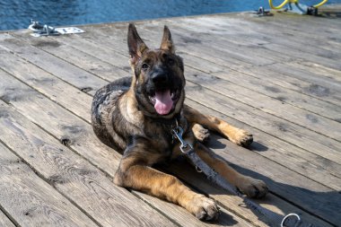 Dört aylık bir Alman çoban köpeği tahta bir güverteye yattı.