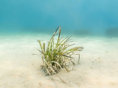 Kumsalda bir deniz aygırı. Akdeniz tatil fotoğrafı. Arka planda turkuaz mavi su