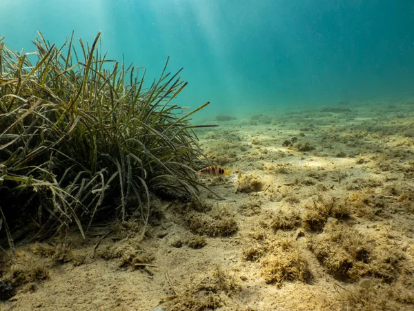 Seagrass Sandy Beach Sun Rays Penetrate Turquoise Water Background — Stockfoto