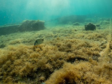 Seagrass at a sandy beach. Sun rays penetrate turquoise water in the background