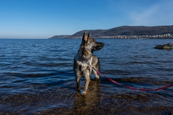 Ein Junger Schäferhund Einem See Zobel Farbige Arbeitslinie Züchten Blaues — Stockfoto