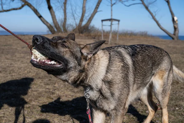 Jeune Berger Allemand Heureux Joue Remorqueur Avec Une Balle Sable — Photo