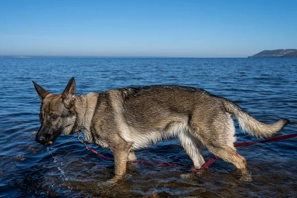 Ein Junger Schäferhund Einem See Zobel Farbige Arbeitslinie Züchten Blaues — Stockfoto