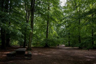 İsveç 'in güneyindeki Soderasen Ulusal Parkı' nda şaşırtıcı yemyeşil bir yaz ormanı var. Orman fotoğrafçılığı.