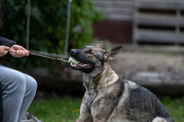 Jeune Berger Allemand Heureux Joue Remorqueur Avec Une Balle Sable — Photo