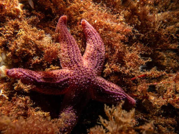 A closeup picture of a purple common starfish, common sea star or sugar starfish, Asterias Rubens. Picture from the Weather Islands, Skagerack Sea, Sweden