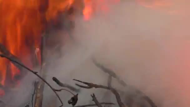 Een Brandend Vuur Het Bos Een Kampeertocht Een Prachtige Vlam — Stockvideo