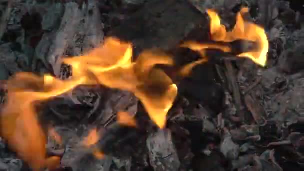 Brinnande Eld Skogen Campingtur Vacker Låga Smältande Kol Var Försiktig — Stockvideo