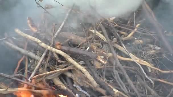Égő Tűz Erdőben Kempingezés Közben Egy Gyönyörű Láng Parázsló Faszén — Stock videók