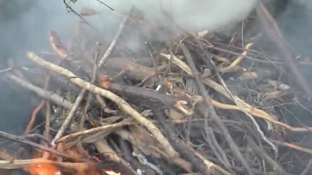 Feu Brûlant Dans Forêt Lors Voyage Camping Une Belle Flamme — Video