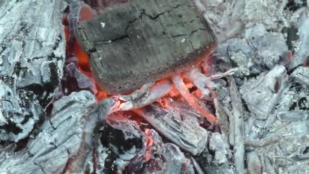 Şöminedeki Huş Ağacından Yakılan Kömürler Güzel Alev Noel Akşamı Yakın — Stok video