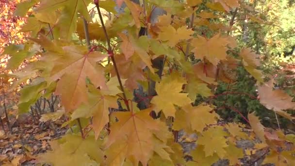Liście Klonu Pomarańczowego Zamieszki Kolorów Jasne Kolory Jesieni Spacer Lesie — Wideo stockowe