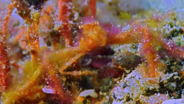 Decorator Crabs Crabs Use Materials Environment Hide Ward Predators Decorate — Stock Video