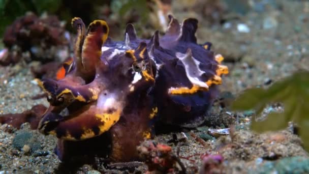 Cuttlefish Sépia Sepiida Uma Ordem Moluscos Classe Dos Cefalópodes Eles — Vídeo de Stock