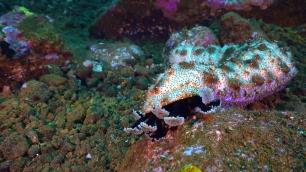투리아 Holothuria 바다의 Sea Gods Sea Cucumber 노이드 Echinoderm 무척추동물의 — 비디오